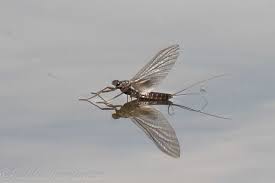 Attēlu rezultāti vaicājumam “Leptophlebia nebulosa”