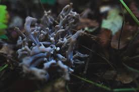 Attēlu rezultāti vaicājumam “Clavulina cinerea”