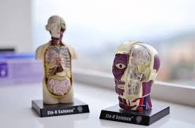 Image result for b%FD%E7ak anatomisi