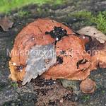 Attēlu rezultāti vaicājumam “Fuligo leviderma”