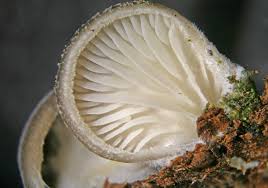 Attēlu rezultāti vaicājumam “Diderma hemisphaericum young”