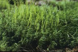 Attēlu rezultāti vaicājumam “Dicranum majus”