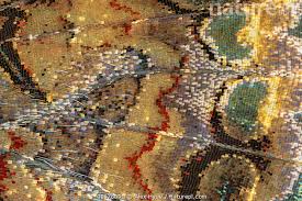 Attēlu rezultāti vaicājumam “Vanessa atalanta underside”