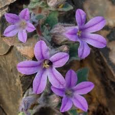 Image result for Campanula formanekiana