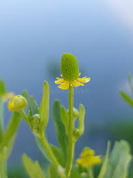 Attēlu rezultāti vaicājumam “Ranunculus sceleratus leaf”