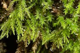 Attēlu rezultāti vaicājumam “Philonotis marchica”