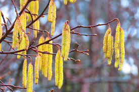Attēlu rezultāti vaicājumam “Corylus avellana male flower”