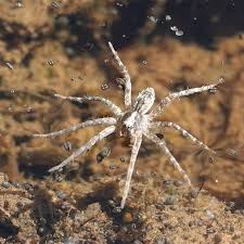 Attēlu rezultāti vaicājumam “Pisauridae”