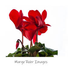 Image result for Cyclamen persicum