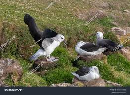 Image result for Thalassarche melanophris