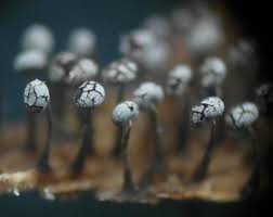 Attēlu rezultāti vaicājumam “Physarum braunianum macro”