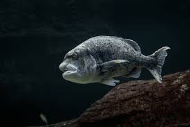 Image result for Cymatoceps nasutus