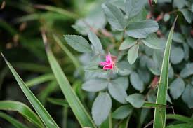 Attēlu rezultāti vaicājumam “Rosa glauca”