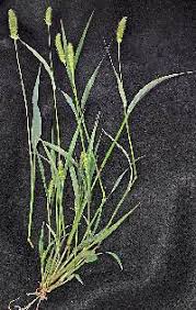 Attēlu rezultāti vaicājumam “Setaria viridis leaf”