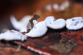 Attēlu rezultāti vaicājumam “Diderma effusum macro”