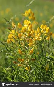 Attēlu rezultāti vaicājumam “Lathyrus pratensis flower”