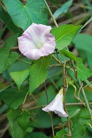 Attēlu rezultāti vaicājumam “Calystegia inflata leaf”