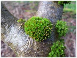 Attēlu rezultāti vaicājumam “Ulota crispa sporophyte”