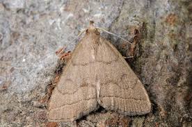 Attēlu rezultāti vaicājumam “Zanclognatha tarsipennalis”