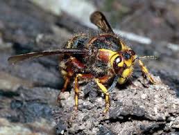 Attēlu rezultāti vaicājumam “Dolichovespula media”