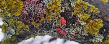 Attēlu rezultāti vaicājumam “Illosporiopsis christiansenii”