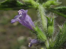 Attēlu rezultāti vaicājumam “Acinos arvensis”