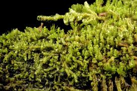 Attēlu rezultāti vaicājumam “Lophozia ascendens”