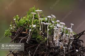 Attēlu rezultāti vaicājumam “Collybia cirrhata”