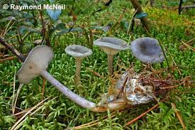 Attēlu rezultāti vaicājumam “Cantharellula umbonata”