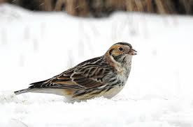 Image result for Calcarius lapponicus