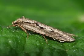 Attēlu rezultāti vaicājumam “Semioscopis avellanella”