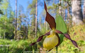 Attēlu rezultāti vaicājumam “Cypripedium calceolus”