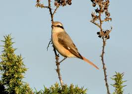 Image result for Lanius isabellinus