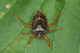 Attēlu rezultāti vaicājumam “Pentatoma rufipes”