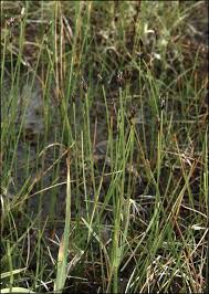 Attēlu rezultāti vaicājumam “Eleocharis quinqueflora”