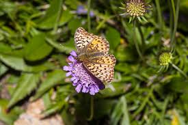 Attēlu rezultāti vaicājumam “Argynnis aglaja”