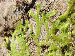 Attēlu rezultāti vaicājumam “Metzgeria violacea”
