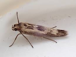 Attēlu rezultāti vaicājumam “Scythris limbella”