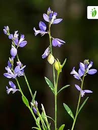 Attēlu rezultāti vaicājumam “Polygala vulgaris flower”