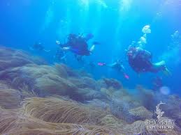 Image result for Exe To Sea Diving