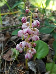 Attēlu rezultāti vaicājumam “Pyrola media”