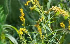 Attēlu rezultāti vaicājumam “Solidago canadensis fruit”