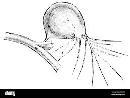 Attēlu rezultāti vaicājumam “Utricularia x neglecta bud”