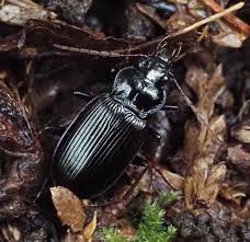 Attēlu rezultāti vaicājumam “Nebria brevicollis”