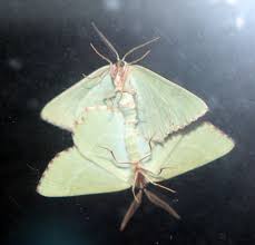 Attēlu rezultāti vaicājumam “Thalera fimbrialis”