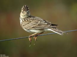 Attēlu rezultāti vaicājumam “Alauda arvensis adult”