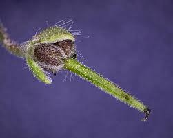 Attēlu rezultāti vaicājumam “Geranium palustre fruit”