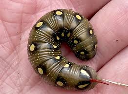 Attēlu rezultāti vaicājumam “Hyles gallii larva”