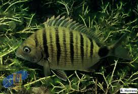 Image result for Diplodus cadenati