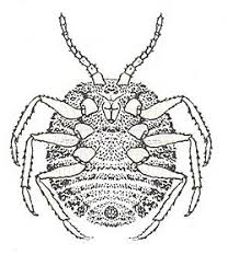 Attēlu rezultāti vaicājumam “Orthezia urticae”